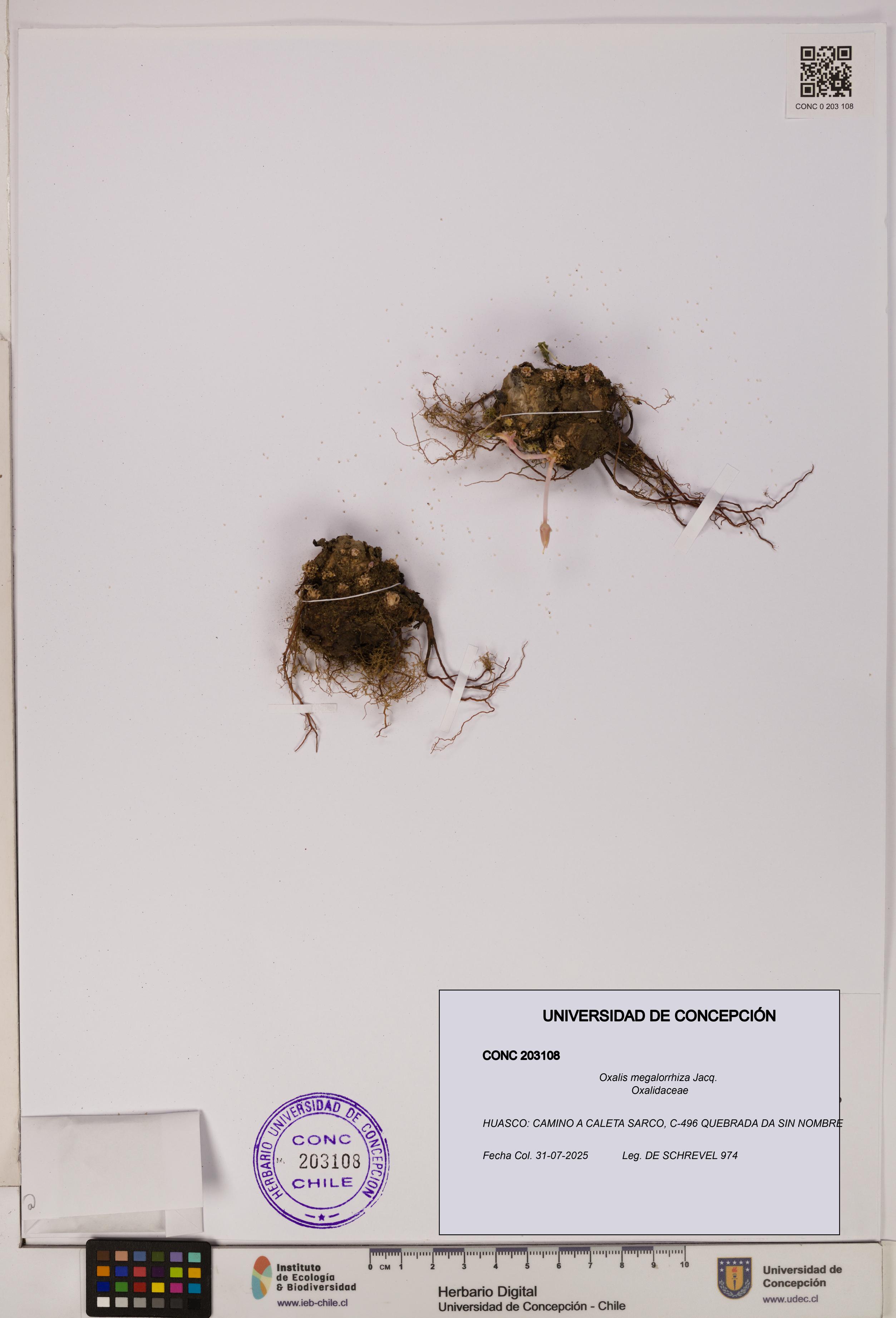 Oxalis megalorrhiza [Espécimen: UDEC:CONC:0203108]