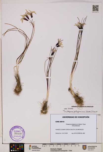 Tristagma patagonicum [Espécimen: UDEC:CONC:0203110]