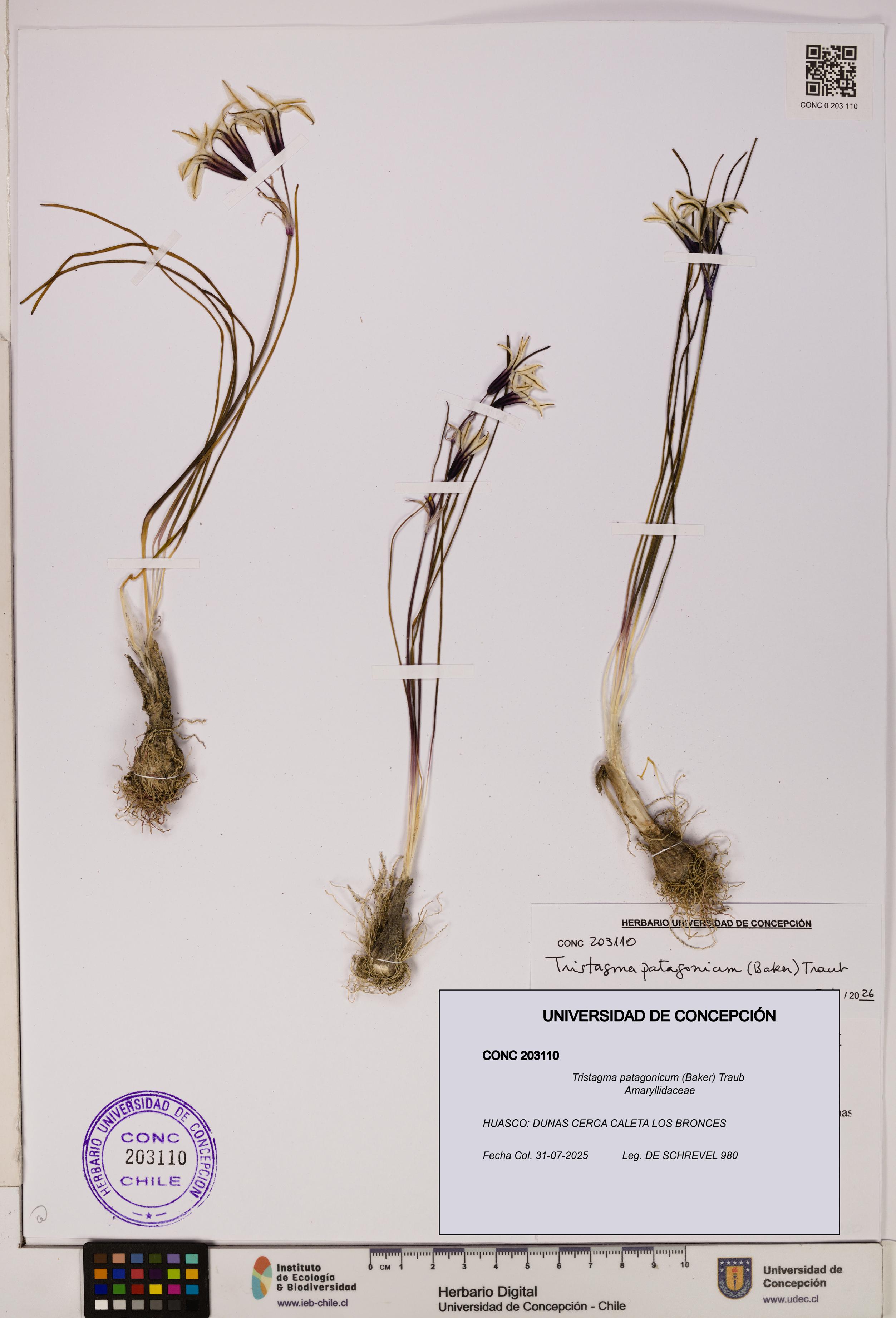 Tristagma patagonicum [Espécimen: UDEC:CONC:0203110]