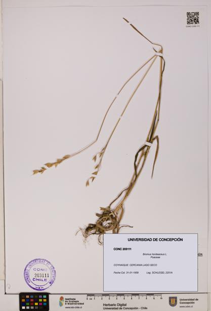 Bromus hordeaceus [Espécimen: UDEC:CONC:0203111]