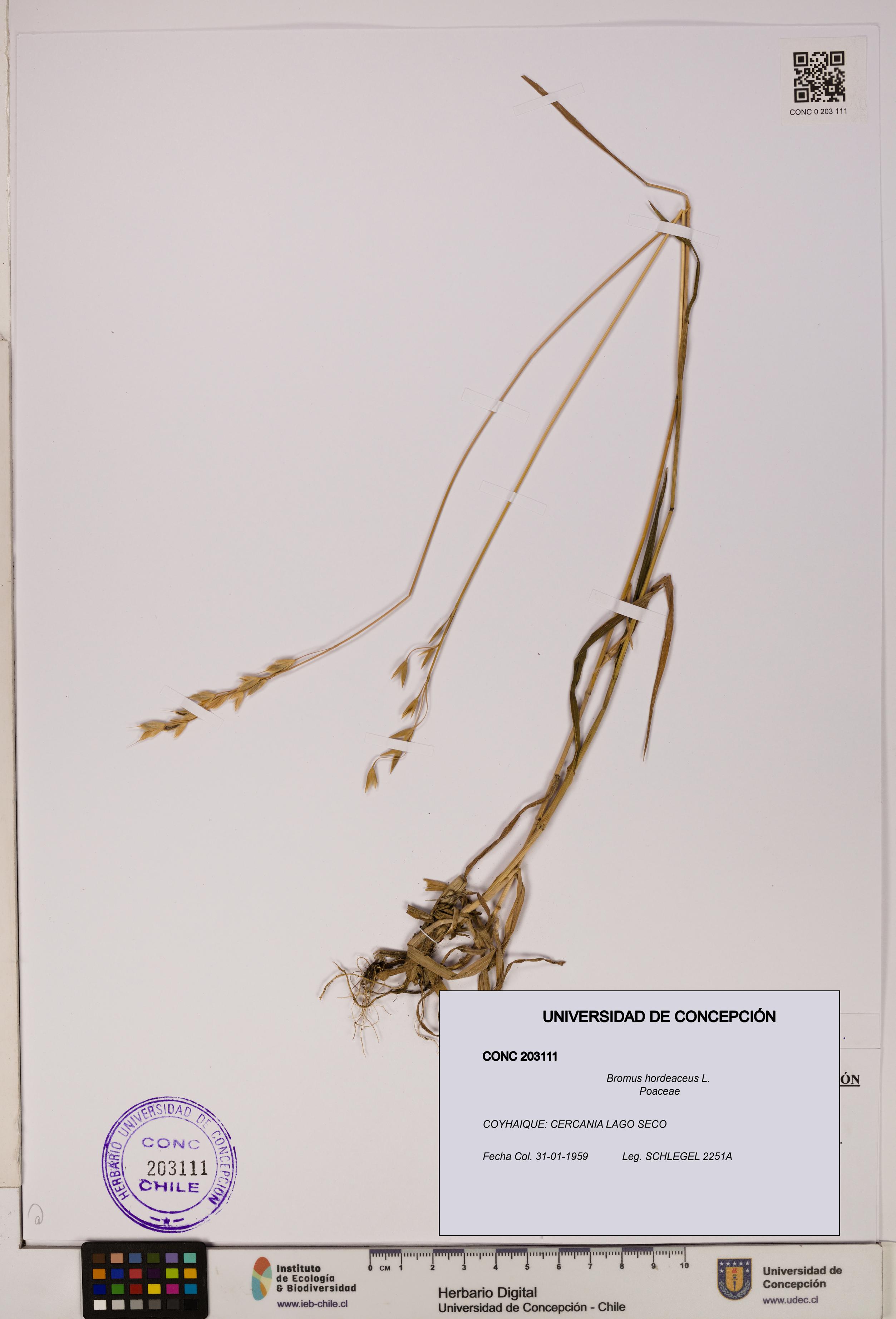 Bromus hordeaceus [Espécimen: UDEC:CONC:0203111]