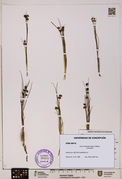 Juncus stipulatus [Espécimen: UDEC:CONC:0203112]