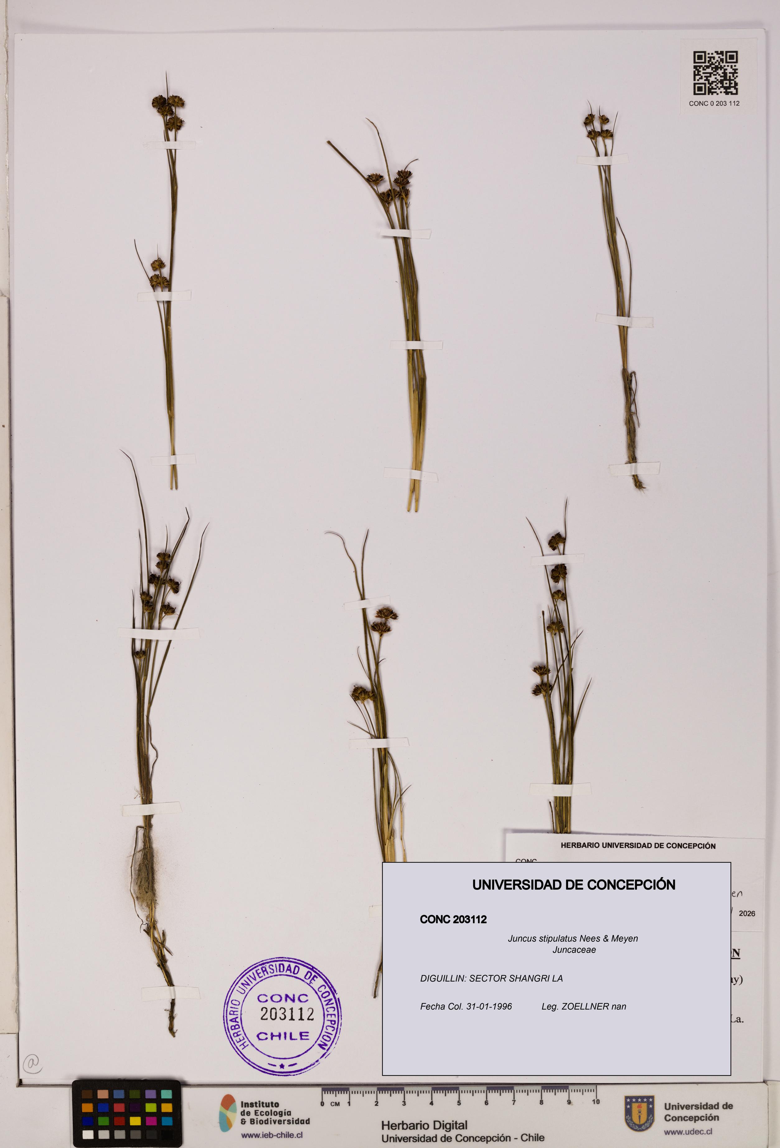 Juncus stipulatus [Espécimen: UDEC:CONC:0203112]