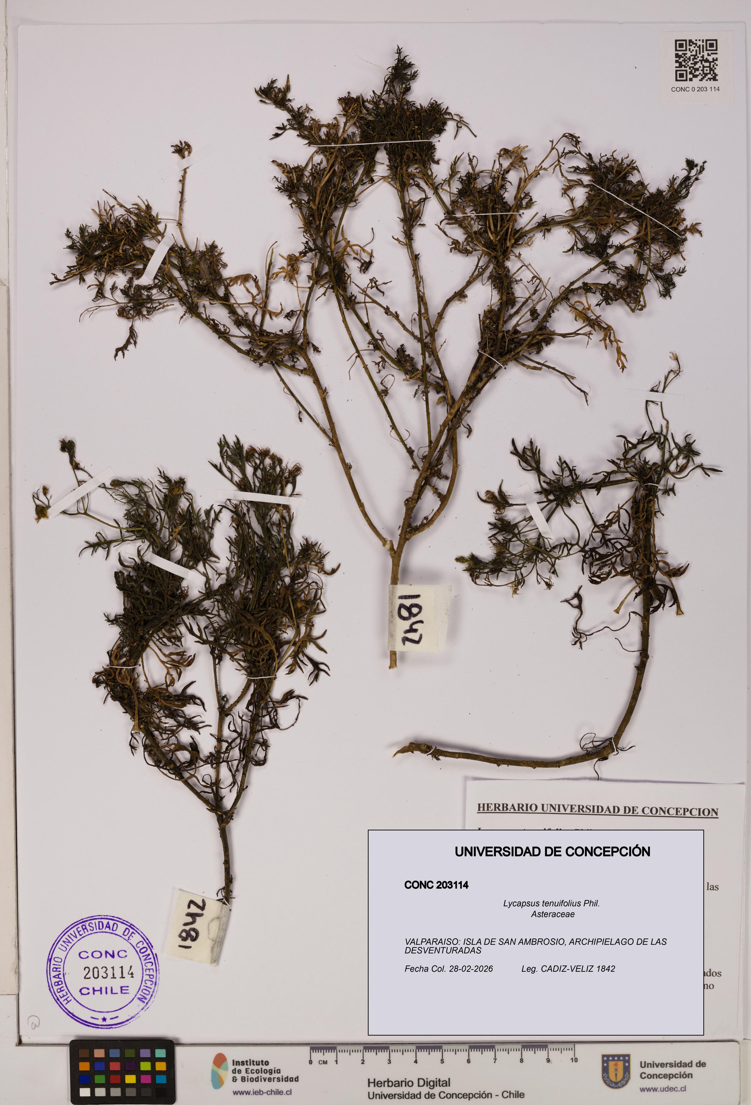 Lycapsus tenuifolius [Espécimen: UDEC:CONC:0203114]
