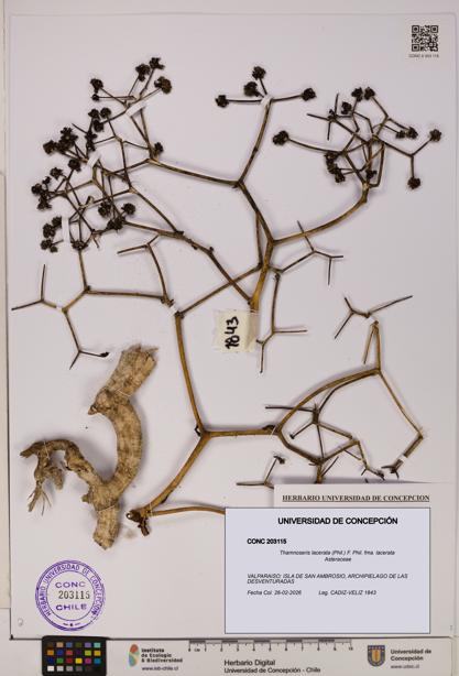 Thamnoseris lacerata [Espécimen: UDEC:CONC:0203115]
