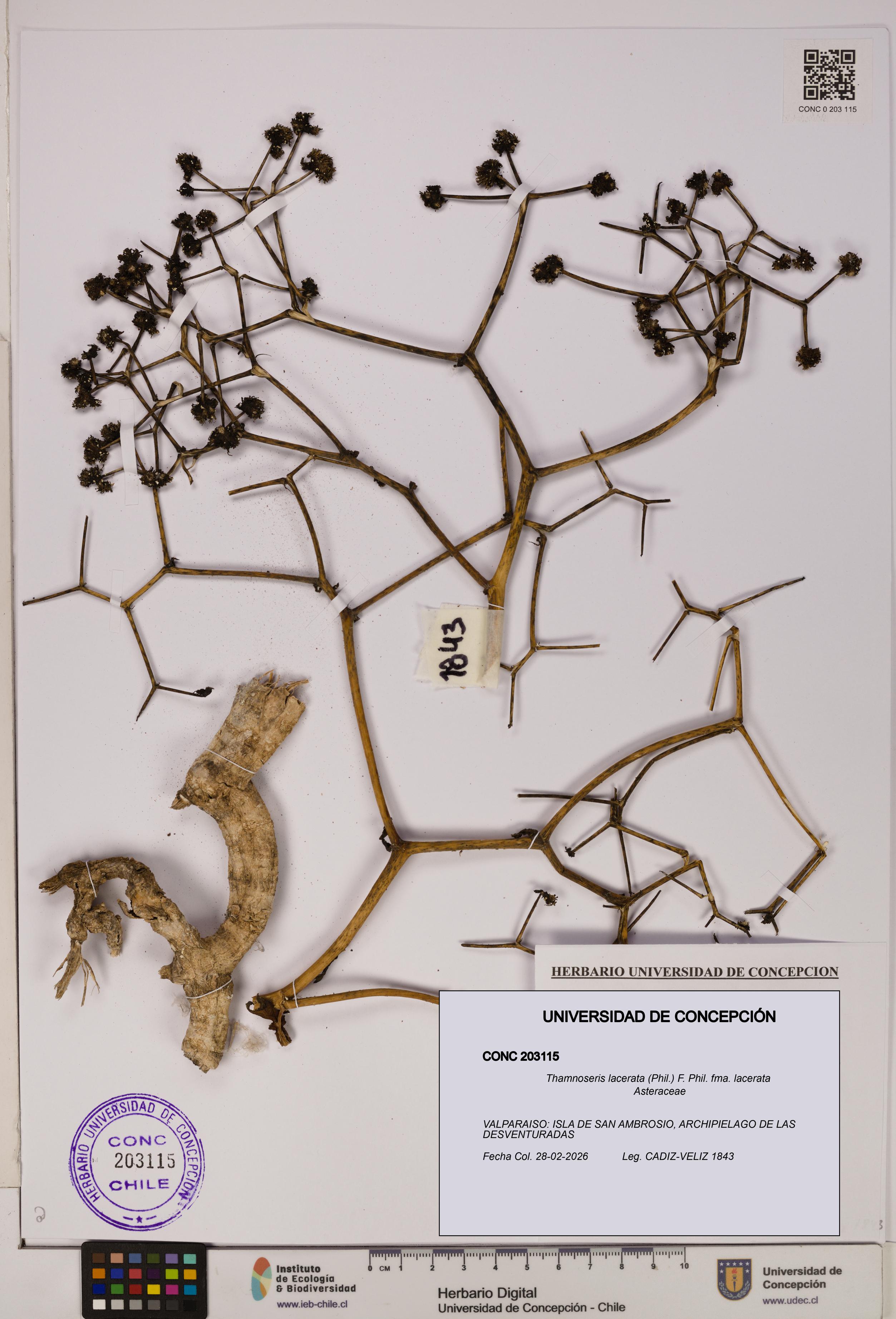 Thamnoseris lacerata [Espécimen: UDEC:CONC:0203115]
