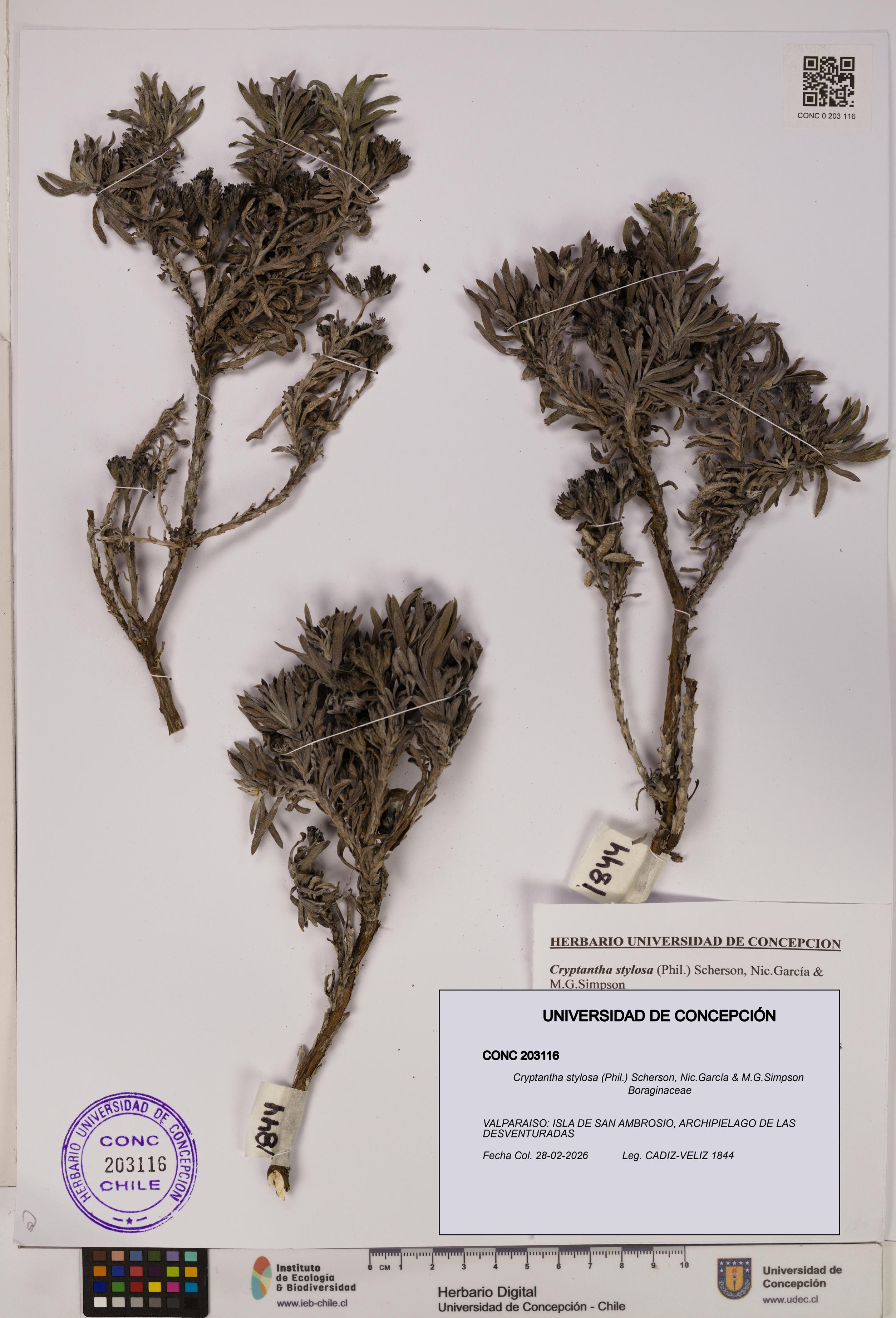 Cryptantha stylosa [Espécimen: UDEC:CONC:0203116]