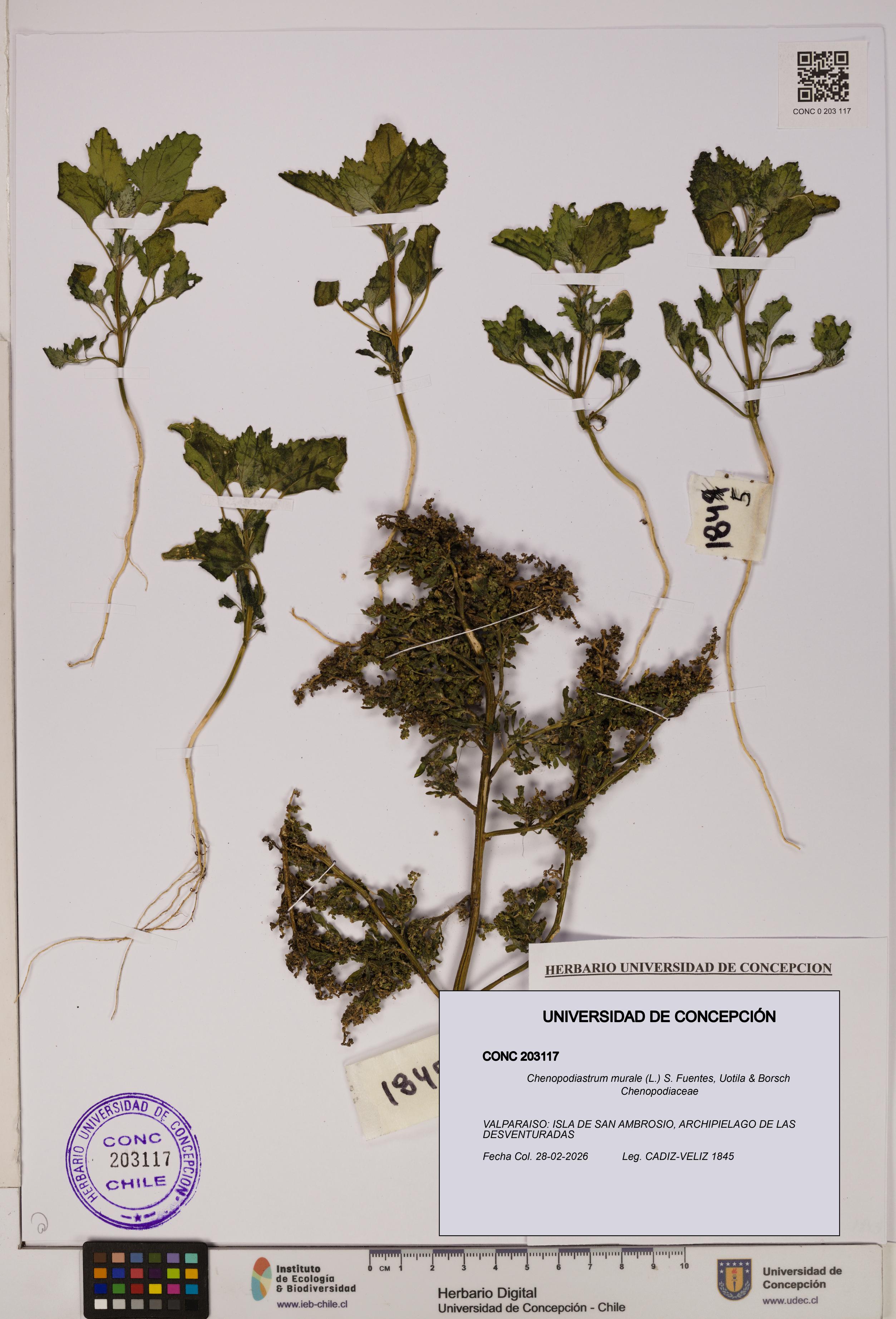 Chenopodiastrum murale [Espécimen: UDEC:CONC:0203117]