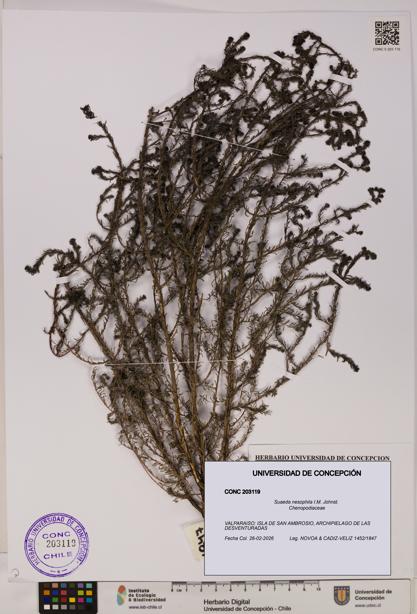 Suaeda nesophila [Espécimen: UDEC:CONC:0203119]