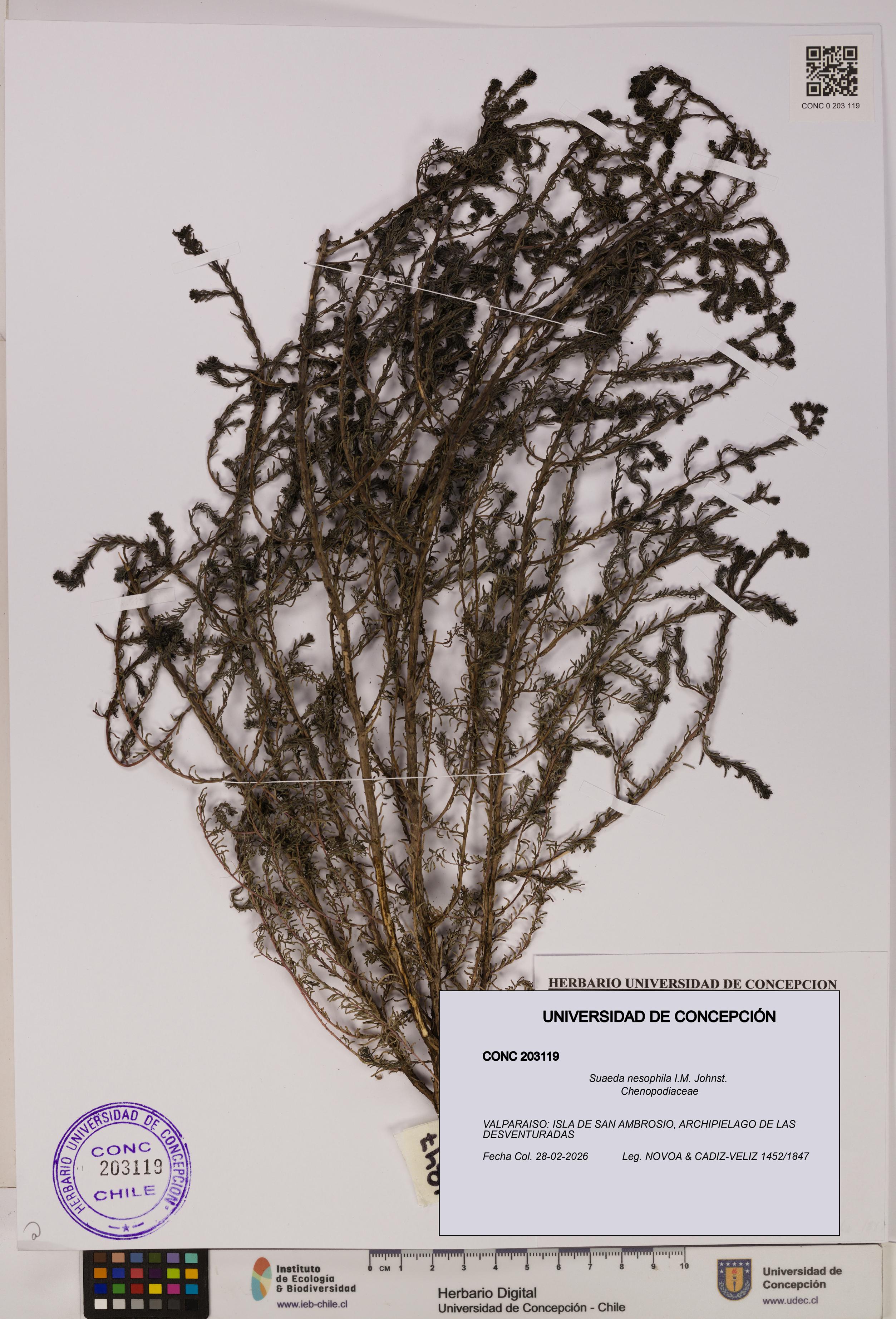 Suaeda nesophila [Espécimen: UDEC:CONC:0203119]