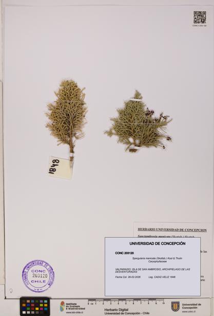 Spergularia manicata [Espécimen: UDEC:CONC:0203120]