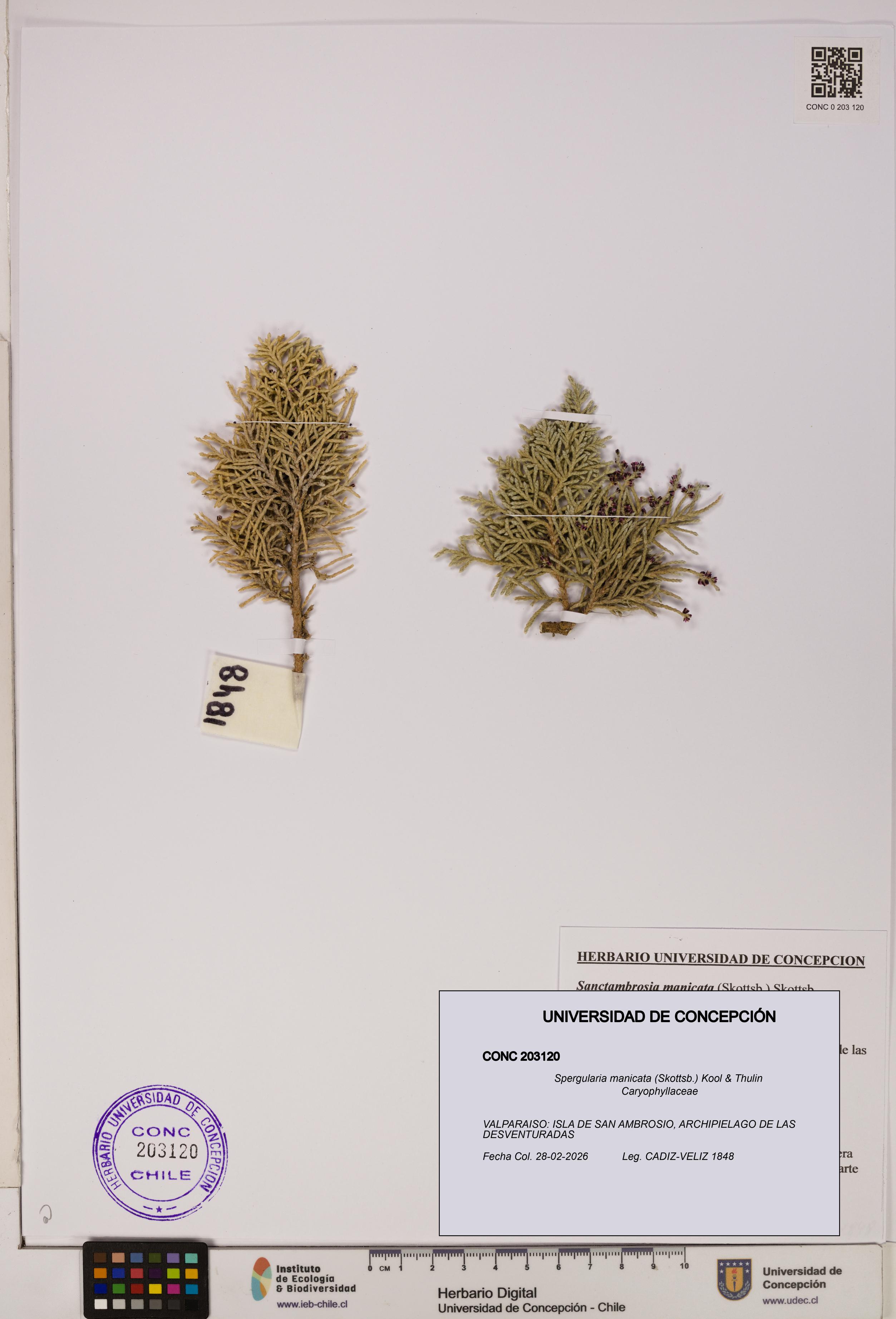 Spergularia manicata [Espécimen: UDEC:CONC:0203120]