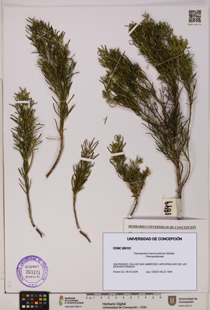 Chenopodium sancti-ambrosii [Espécimen: UDEC:CONC:0203121]