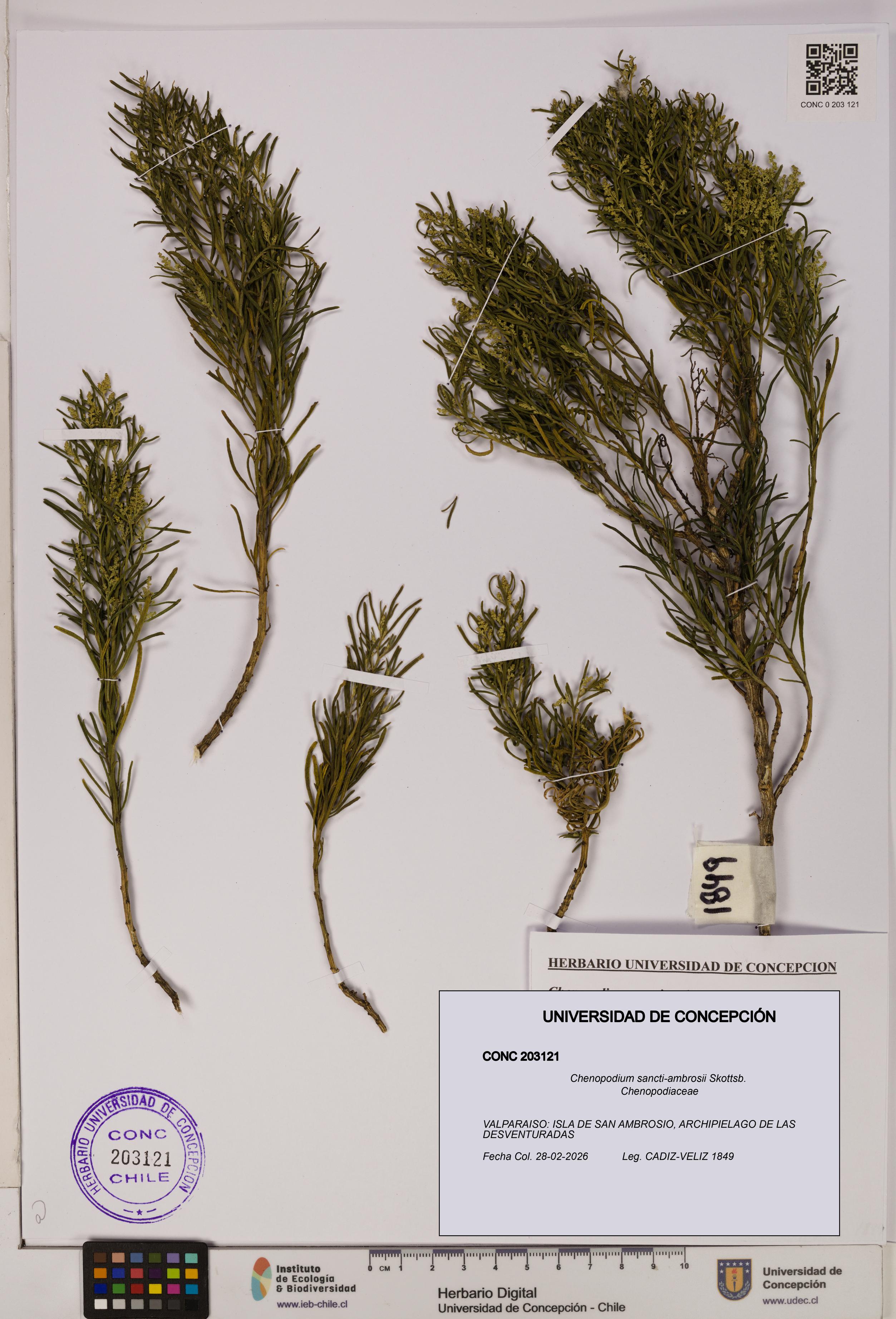 Chenopodium sancti-ambrosii [Espécimen: UDEC:CONC:0203121]