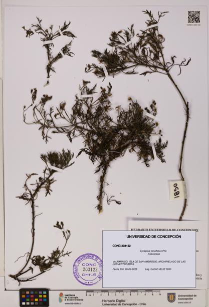 Lycapsus tenuifolius [Espécimen: UDEC:CONC:0203122]