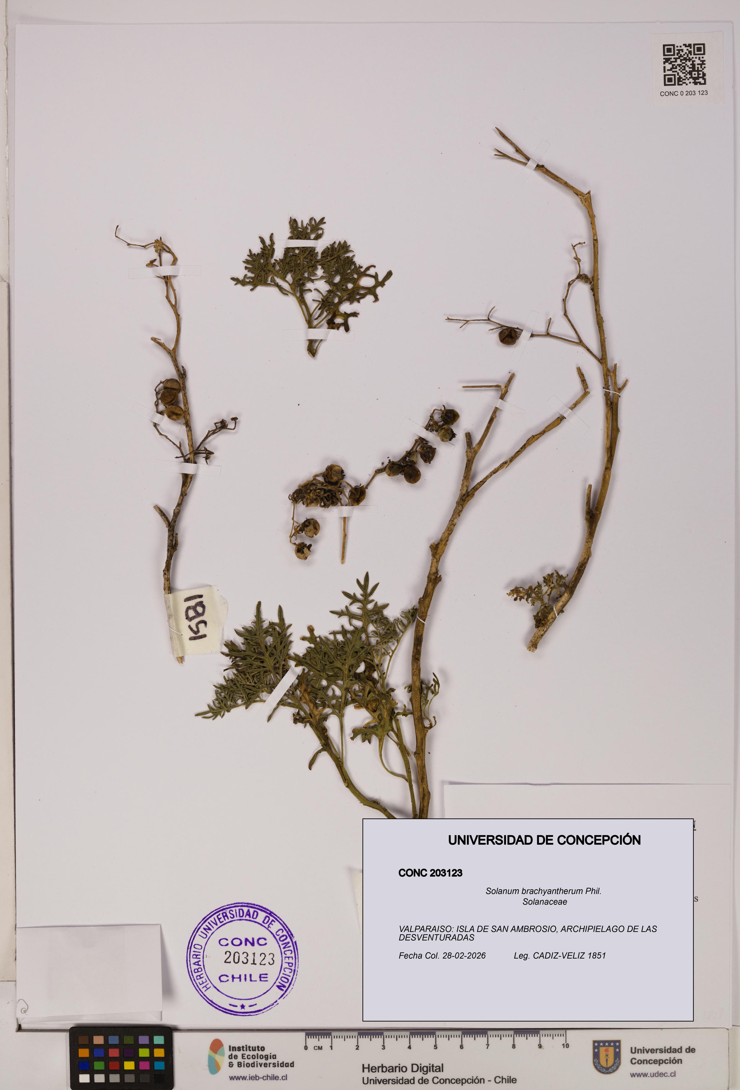 Solanum brachyantherum [Espécimen: UDEC:CONC:0203123]