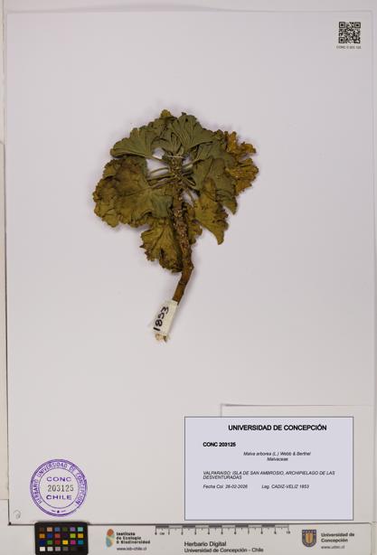 Malva arborea [Espécimen: UDEC:CONC:0203125]