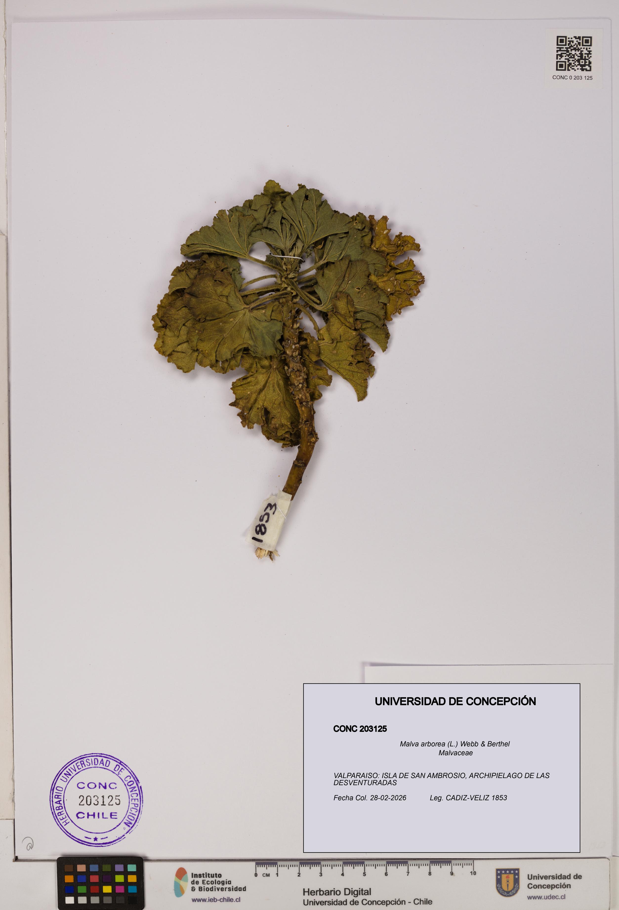 Malva arborea [Espécimen: UDEC:CONC:0203125]