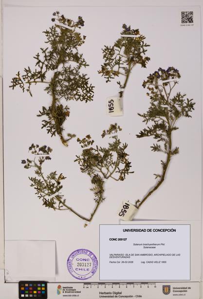 Solanum brachyantherum [Espécimen: UDEC:CONC:0203127]