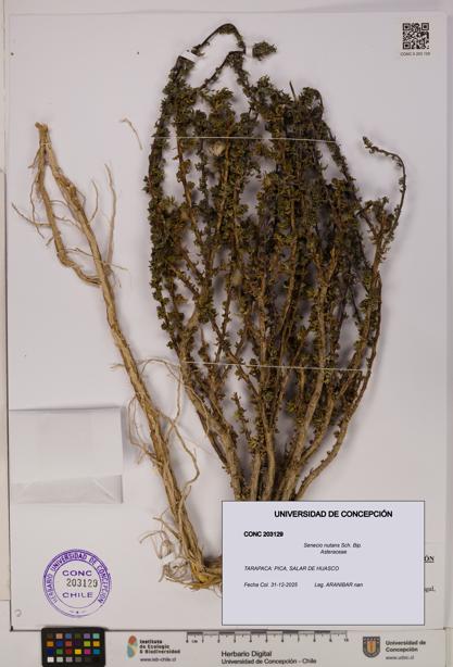 Senecio nutans [Espécimen: UDEC:CONC:0203129]