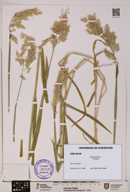 Holcus lanatus [Espécimen: UDEC:CONC:0203130]