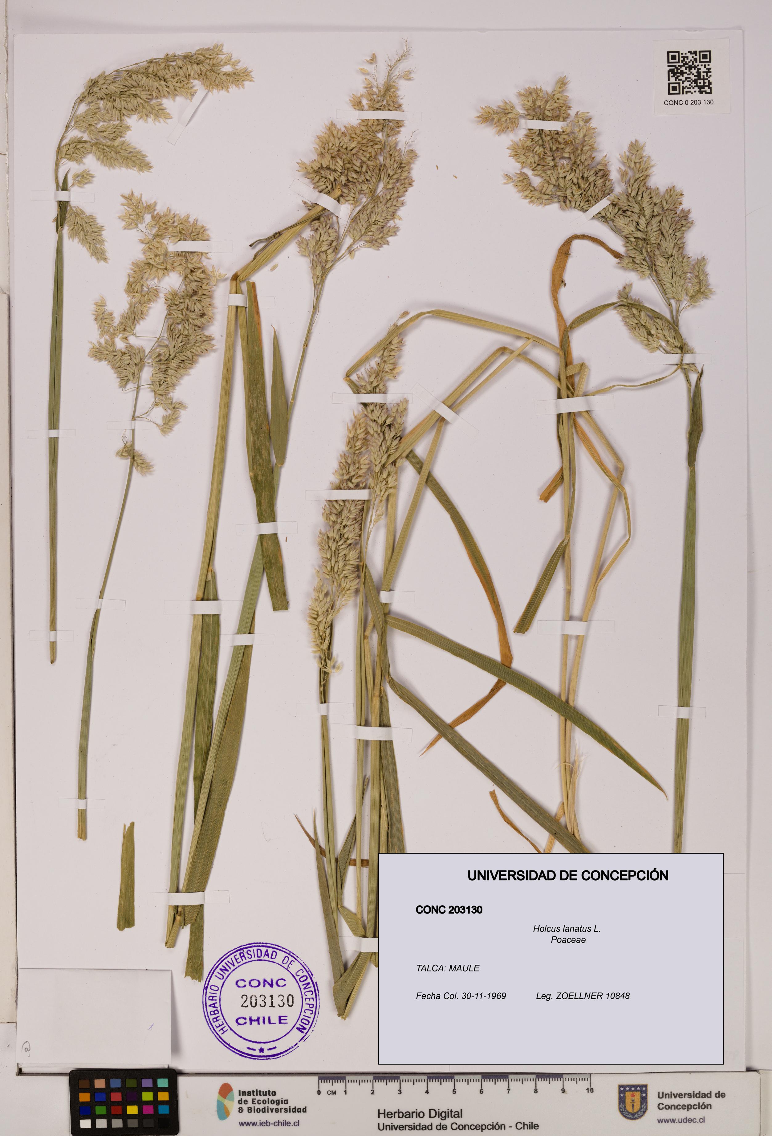 Holcus lanatus [Espécimen: UDEC:CONC:0203130]