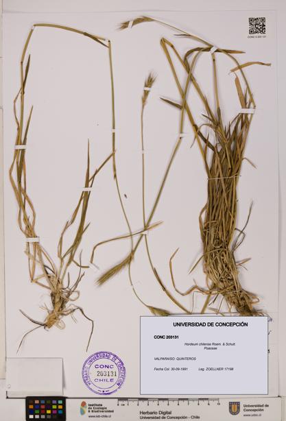 Hordeum chilense [Espécimen: UDEC:CONC:0203131]