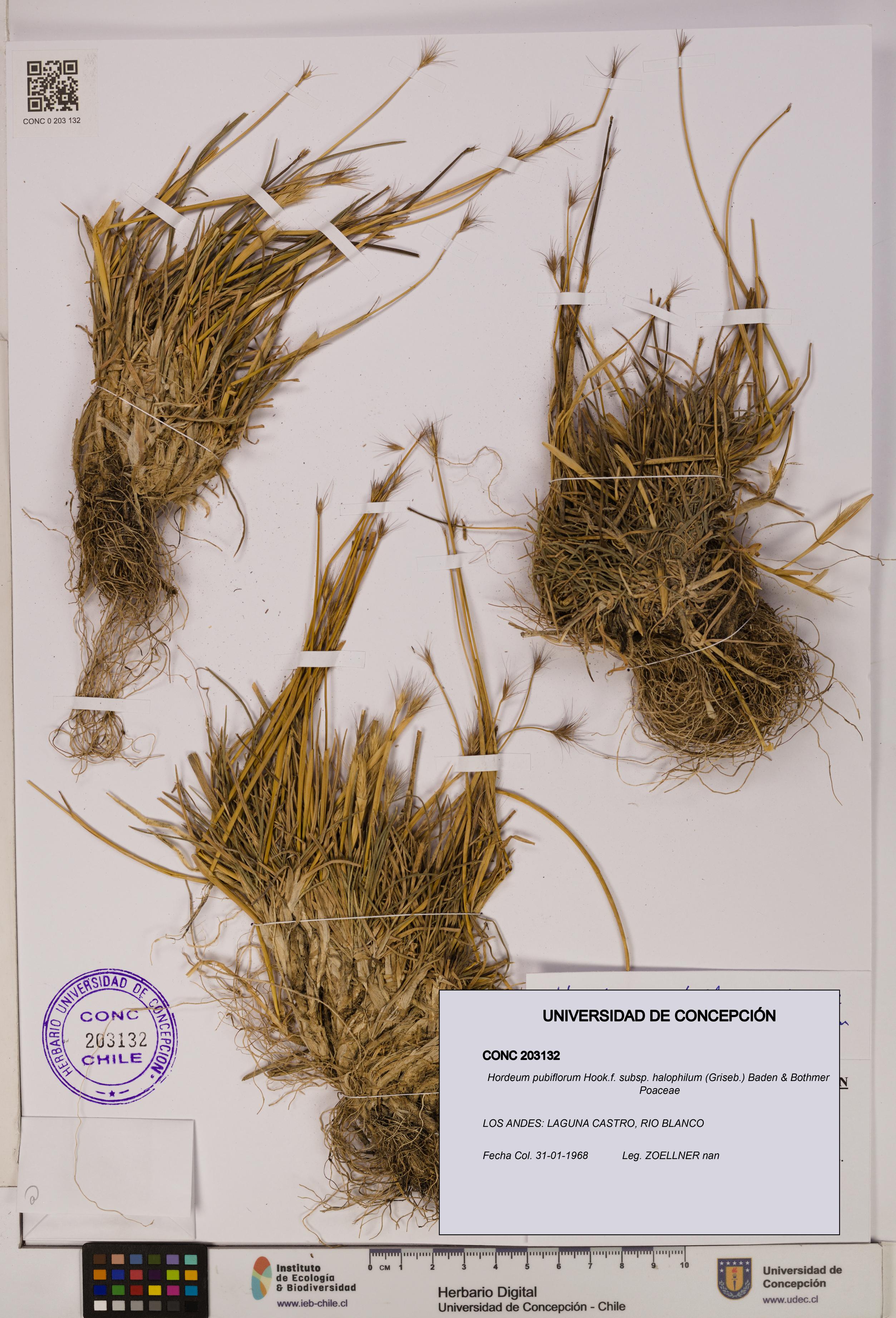Hordeum pubiflorum subsp. halophilum [Espécimen: UDEC:CONC:0203132]