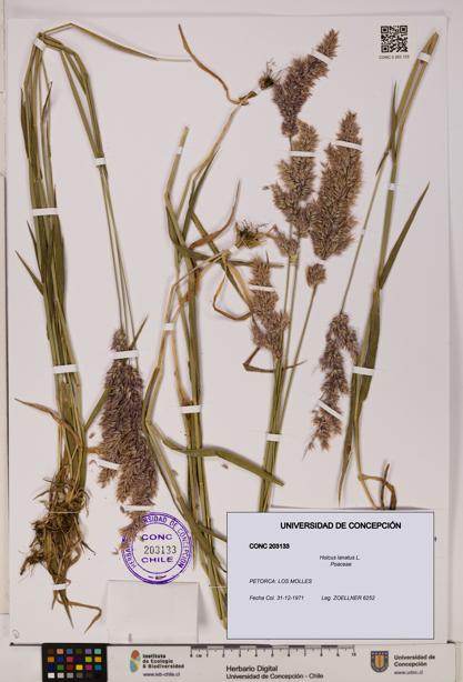 Holcus lanatus [Espécimen: UDEC:CONC:0203133]