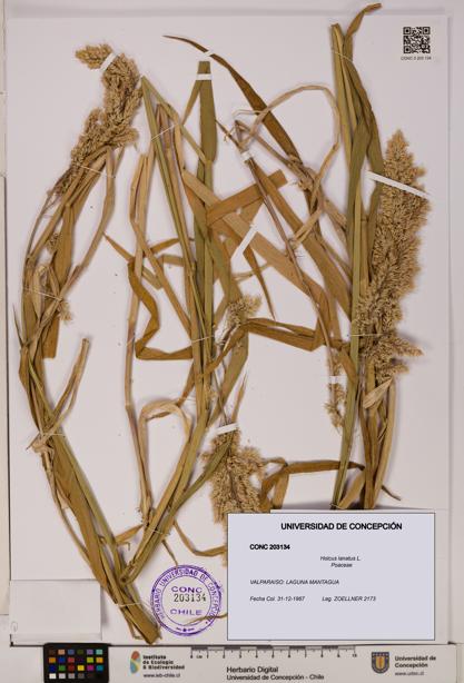 Holcus lanatus [Espécimen: UDEC:CONC:0203134]