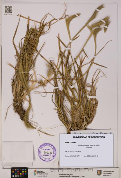 Hordeum chilense [Espécimen: UDEC:CONC:0203135]