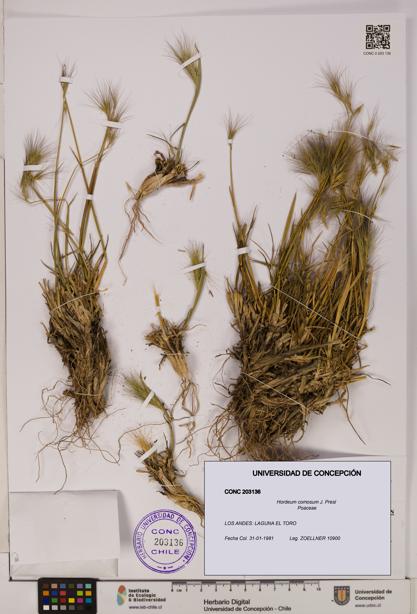 Hordeum comosum [Espécimen: UDEC:CONC:0203136]