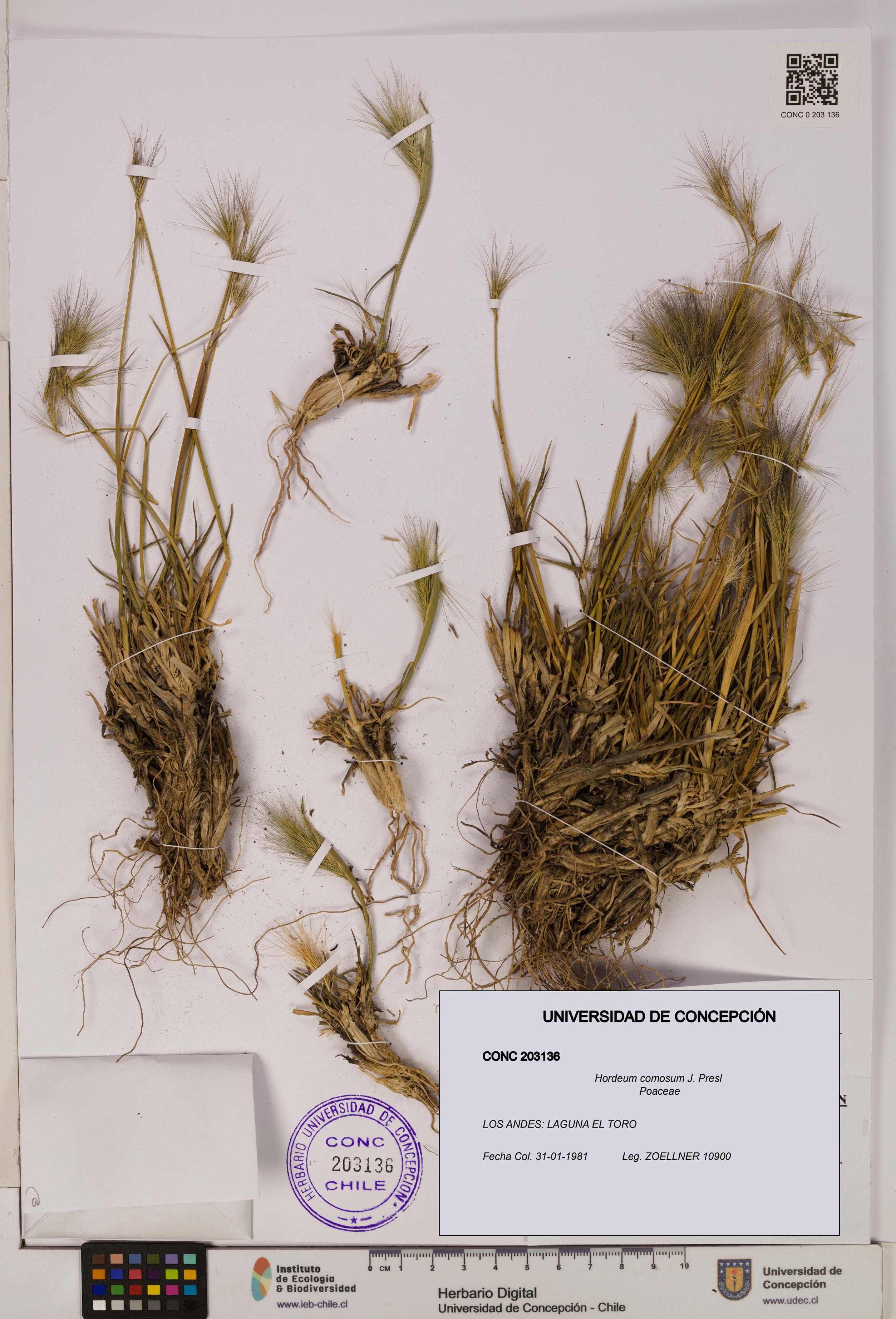 Hordeum comosum [Espécimen: UDEC:CONC:0203136]