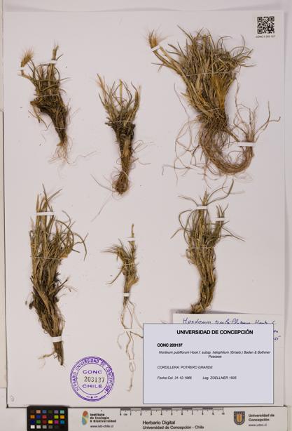 Hordeum pubiflorum subsp. halophilum [Espécimen: UDEC:CONC:0203137]