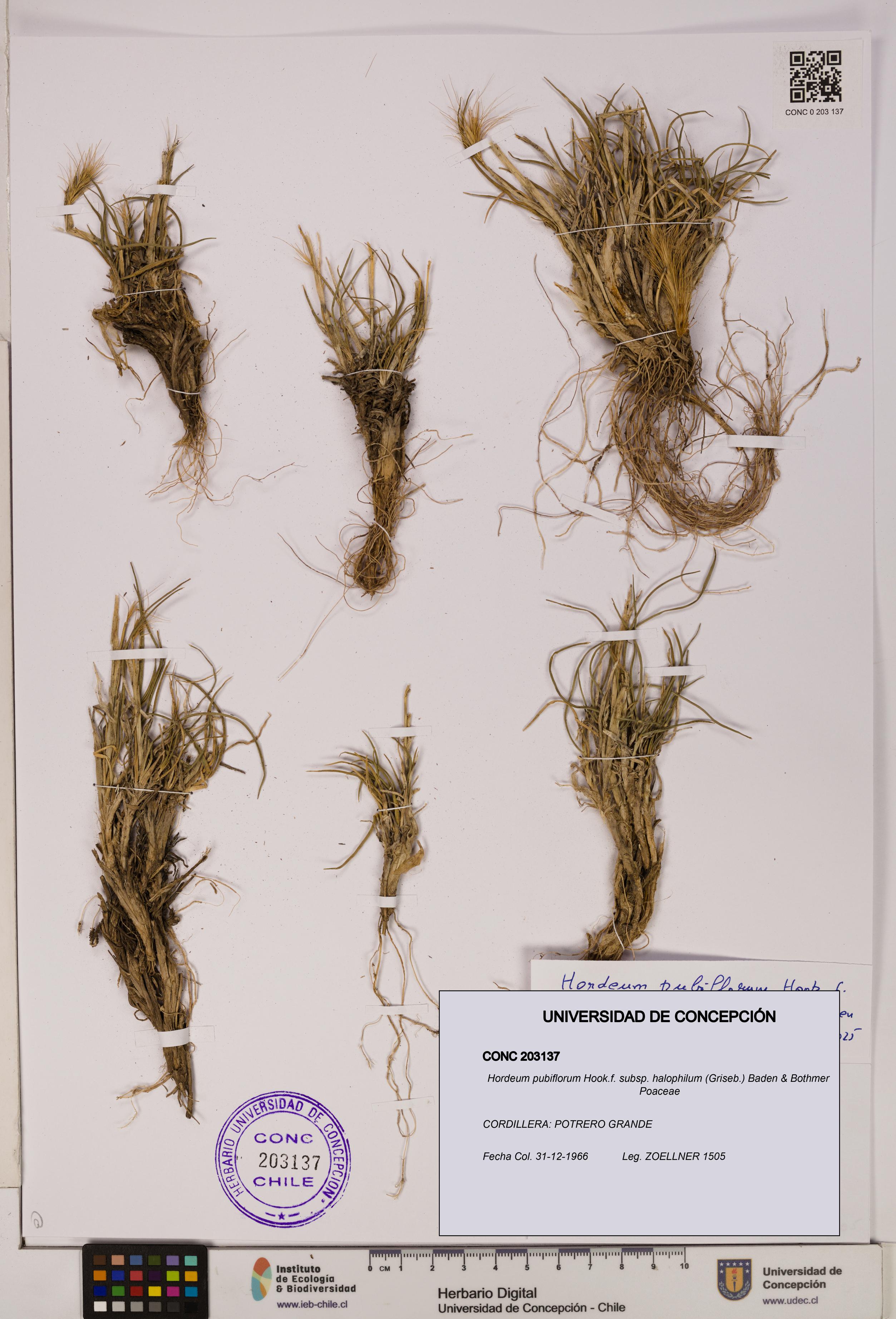 Hordeum pubiflorum subsp. halophilum [Espécimen: UDEC:CONC:0203137]