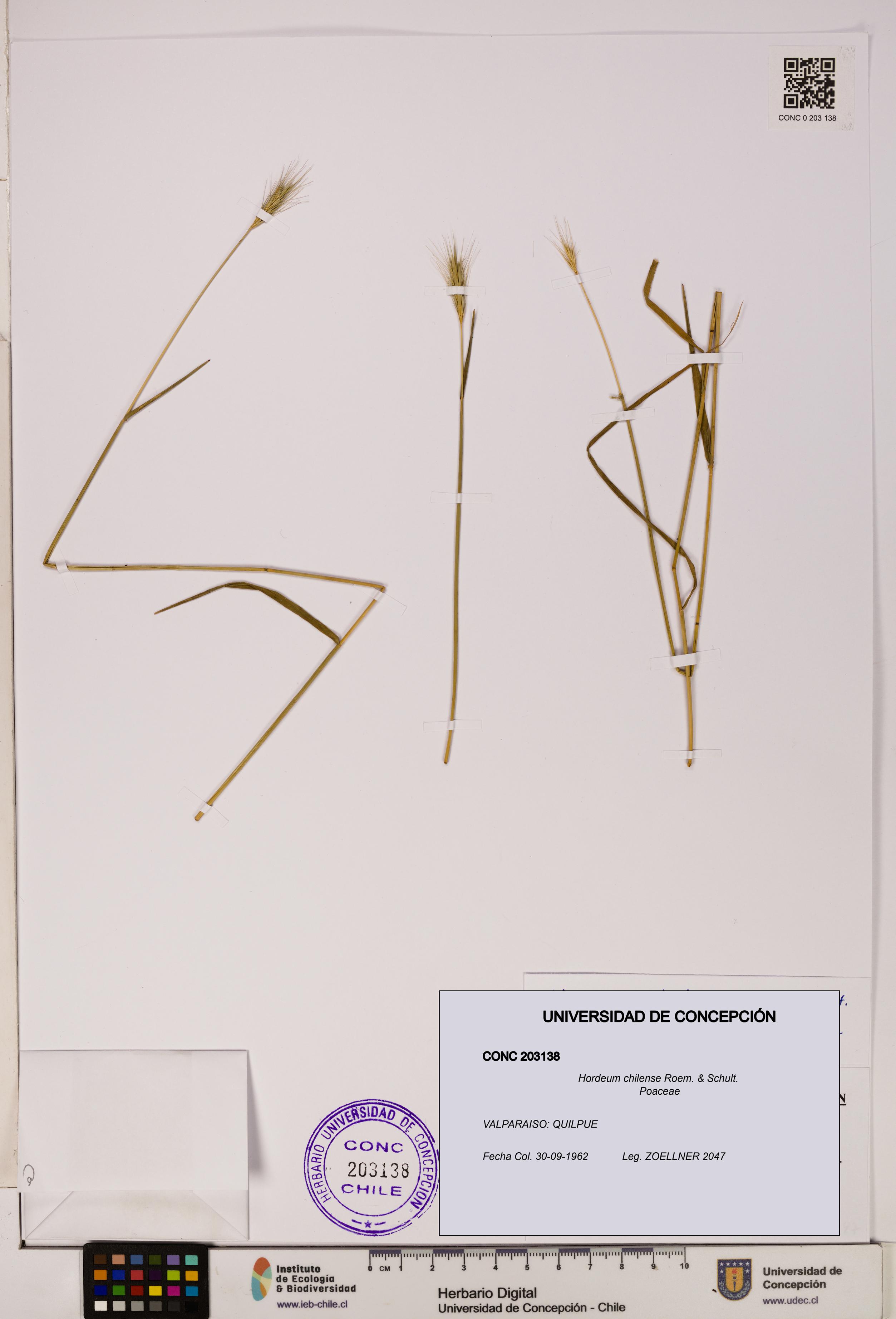 Hordeum chilense [Espécimen: UDEC:CONC:0203138]