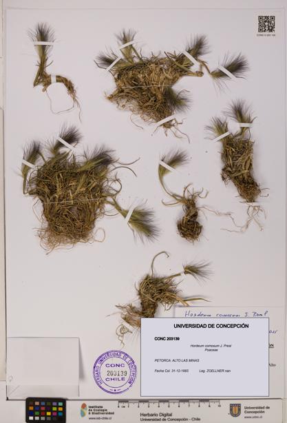 Hordeum comosum [Espécimen: UDEC:CONC:0203139]