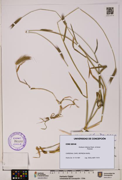 Hordeum chilense [Espécimen: UDEC:CONC:0203140]