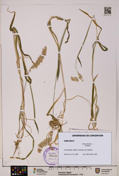 Holcus lanatus [Espécimen: UDEC:CONC:0203141]