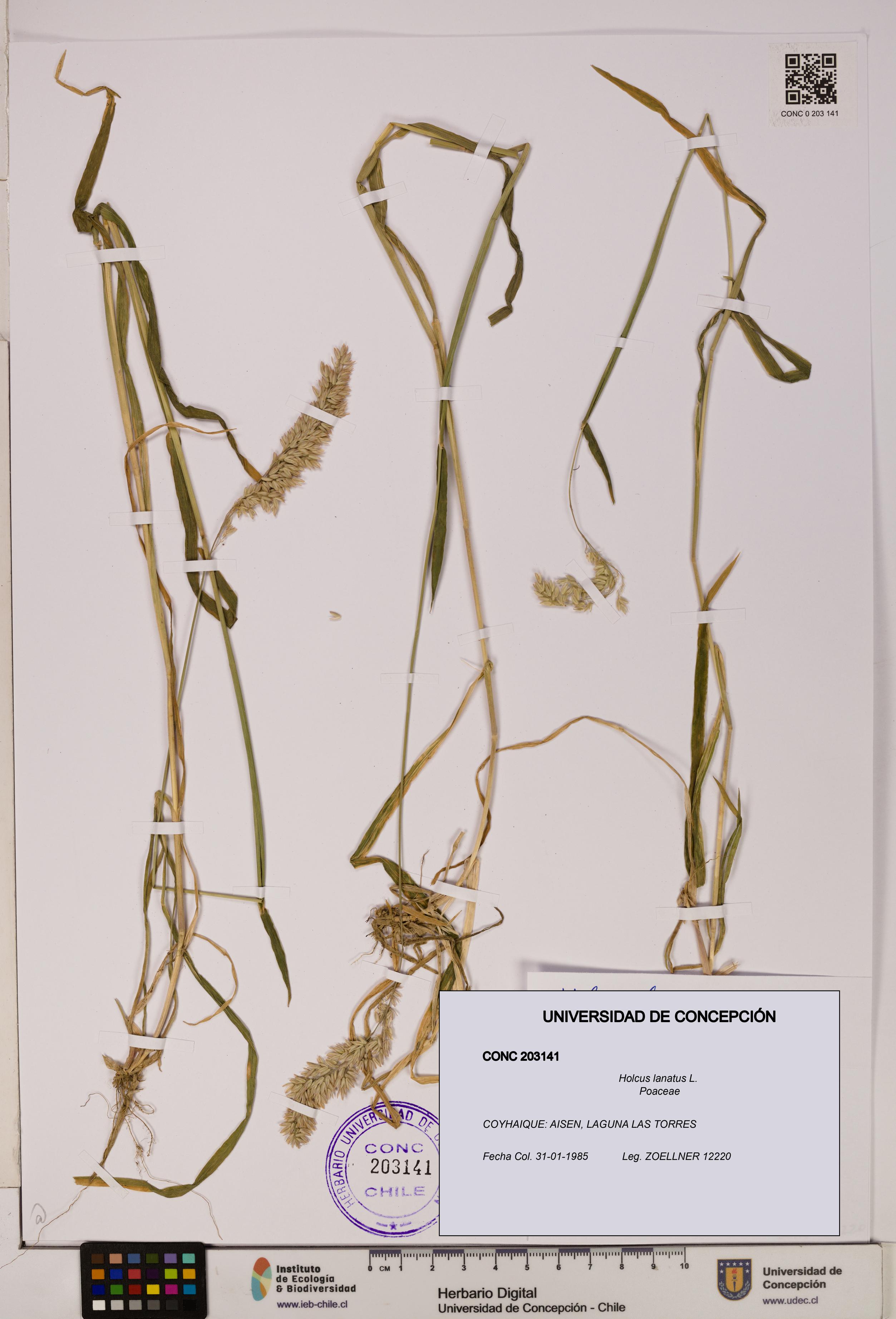 Holcus lanatus [Espécimen: UDEC:CONC:0203141]