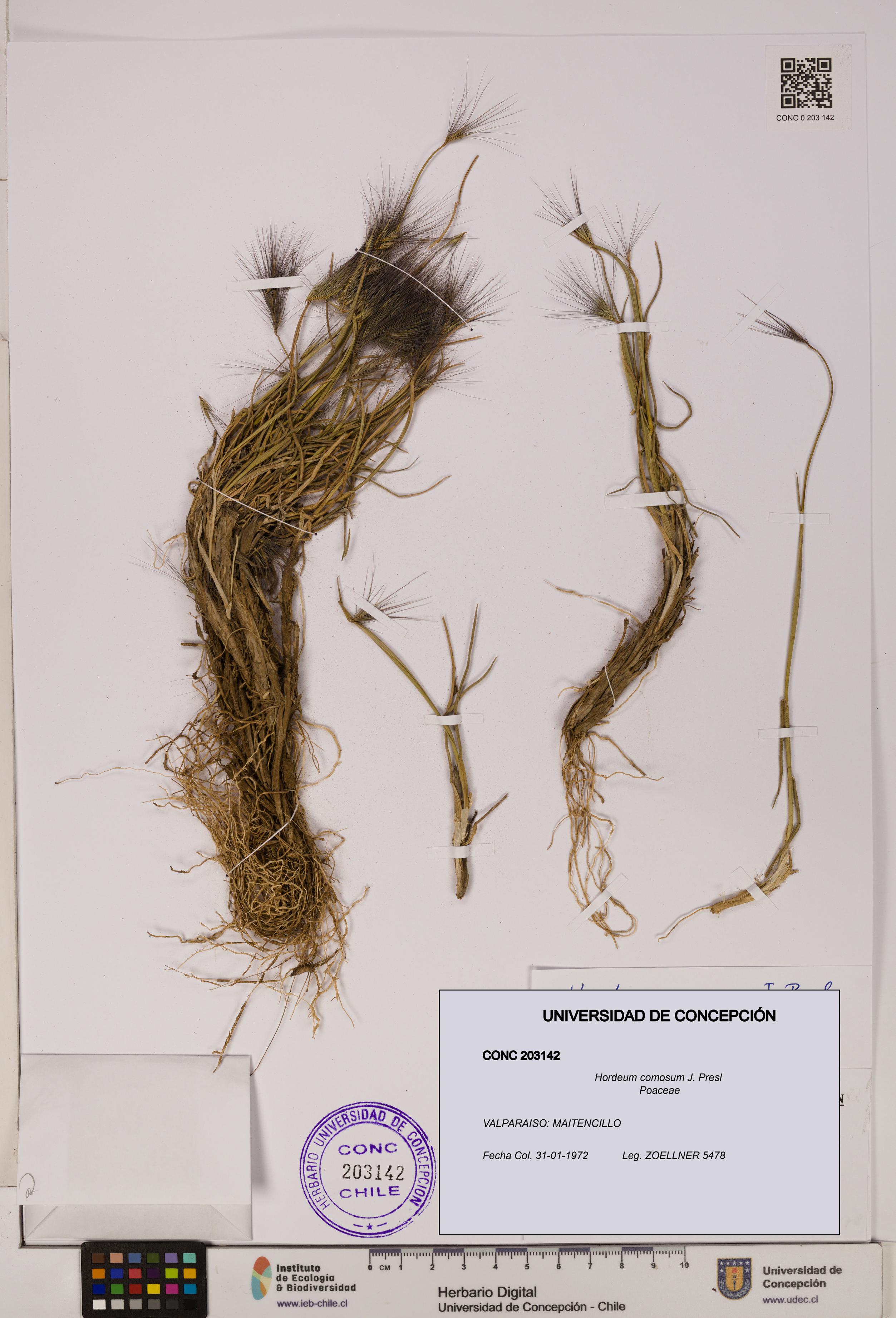 Hordeum comosum [Espécimen: UDEC:CONC:0203142]