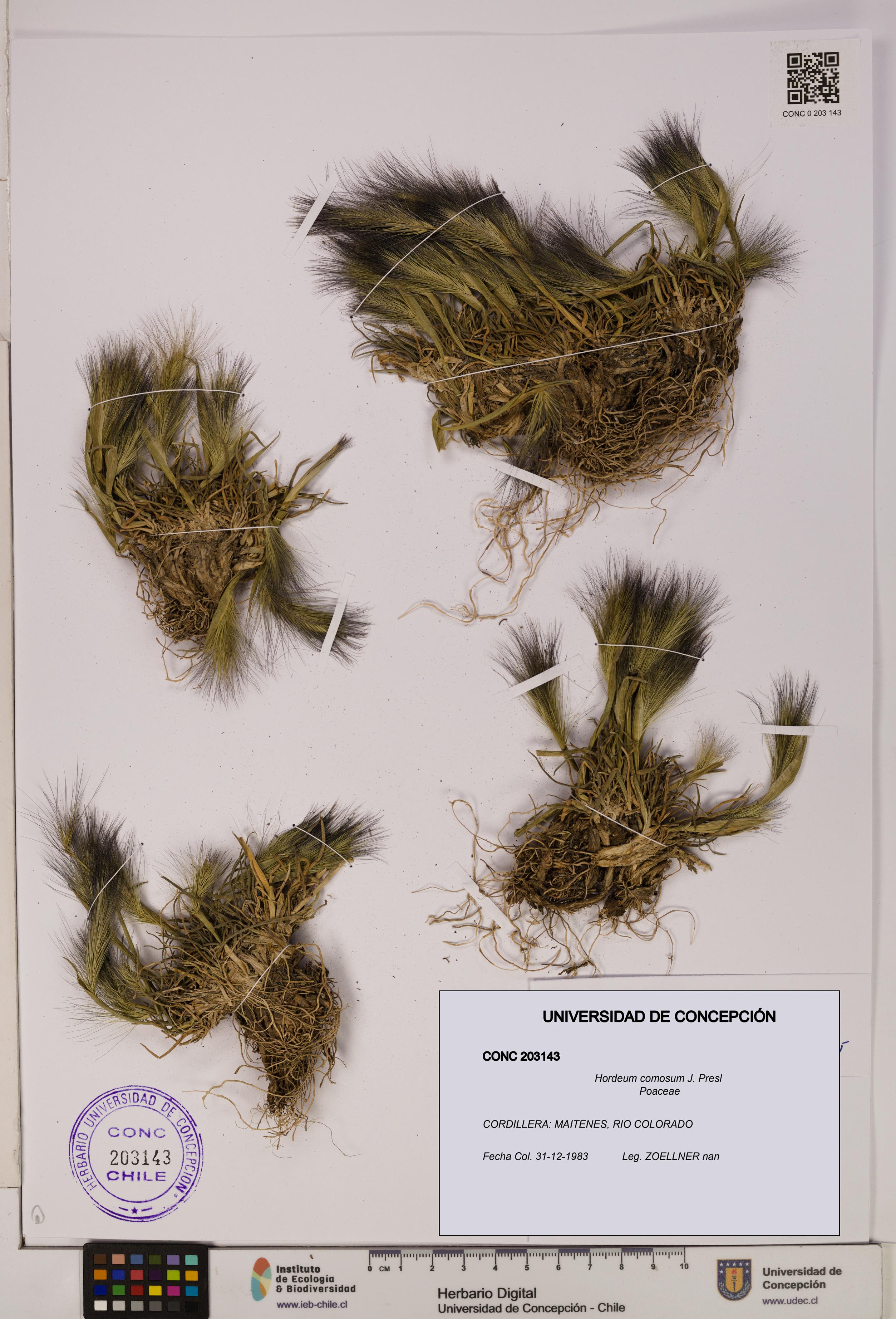 Hordeum comosum [Espécimen: UDEC:CONC:0203143]