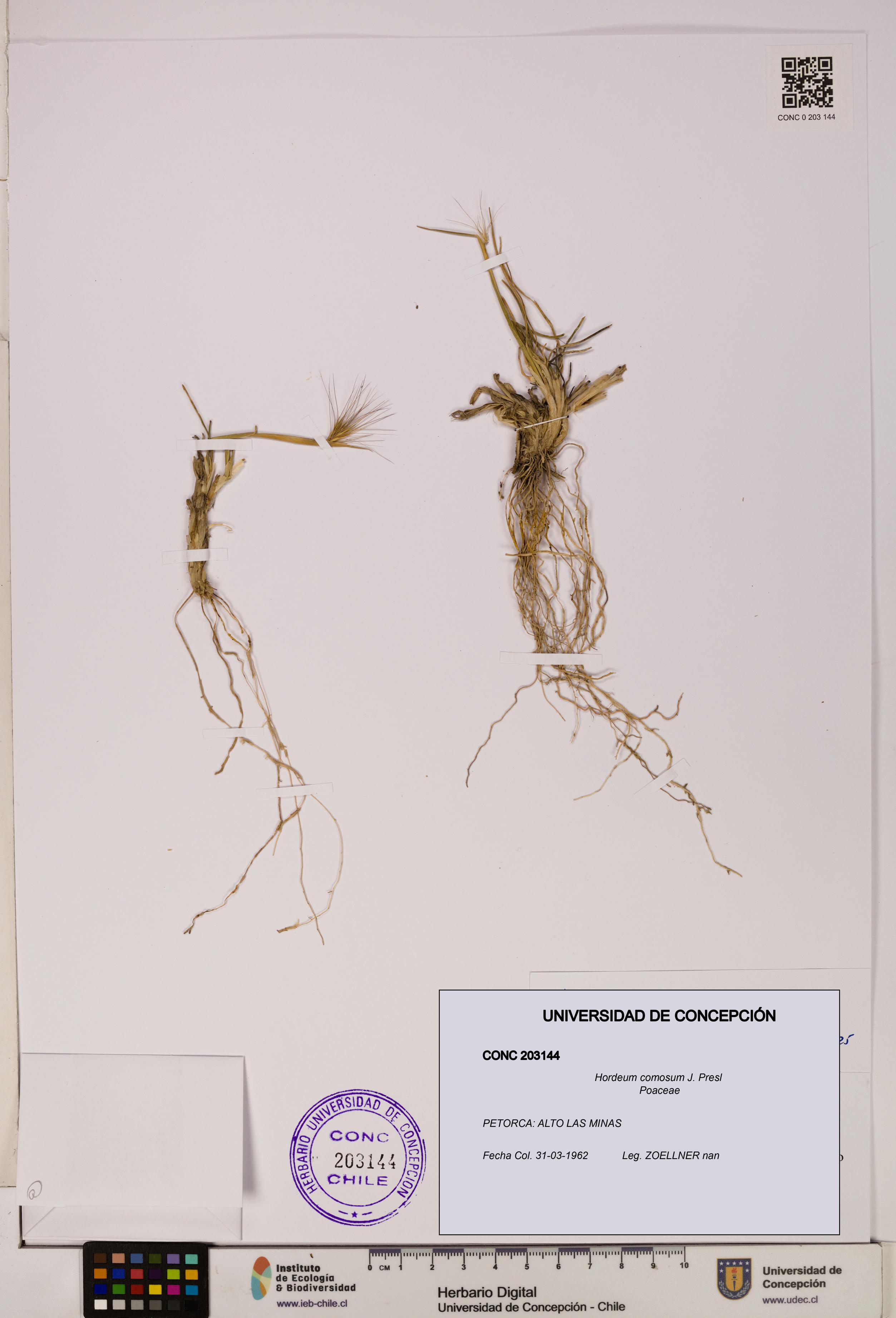 Hordeum comosum [Espécimen: UDEC:CONC:0203144]