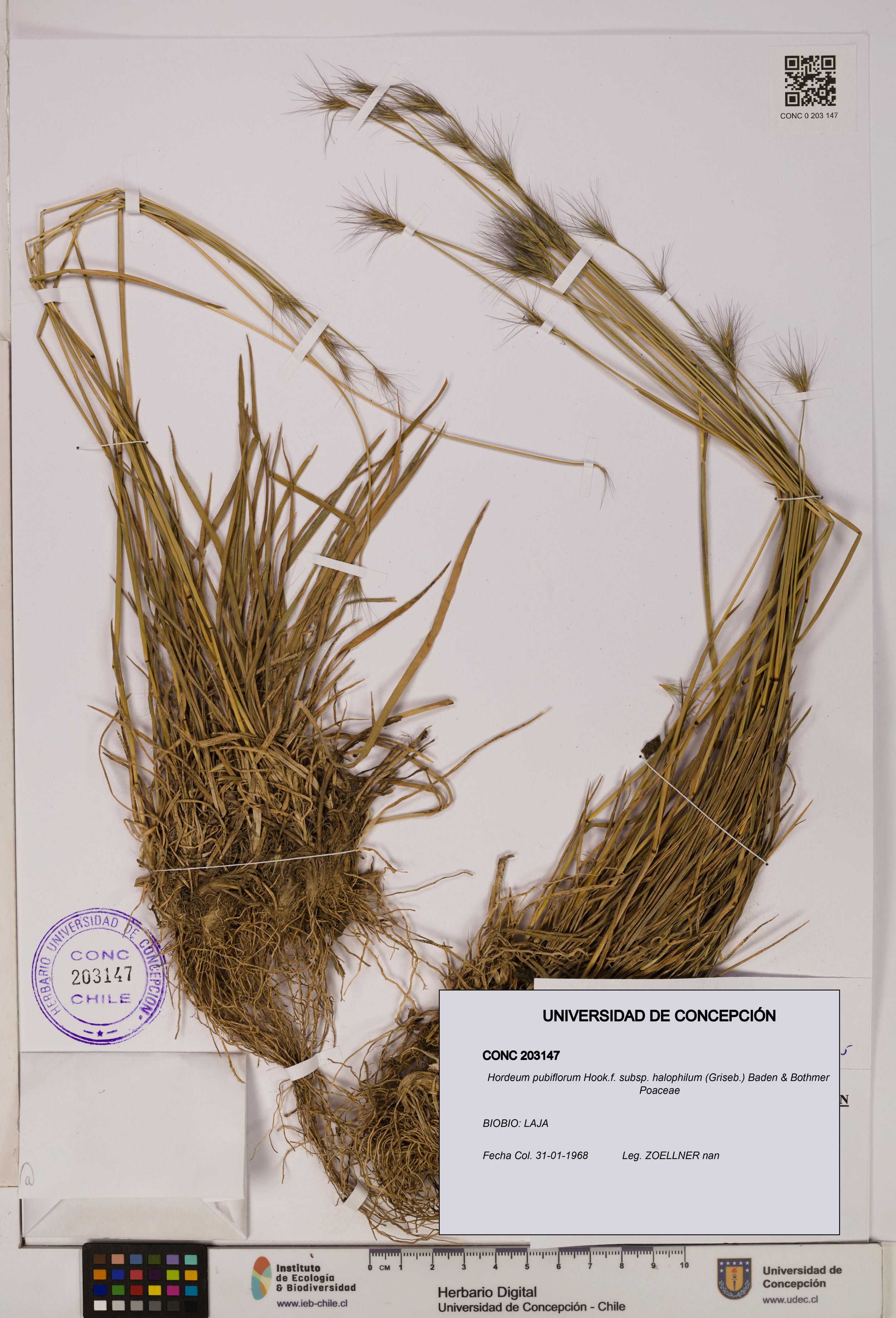 Hordeum pubiflorum subsp. halophilum [Espécimen: UDEC:CONC:0203147]