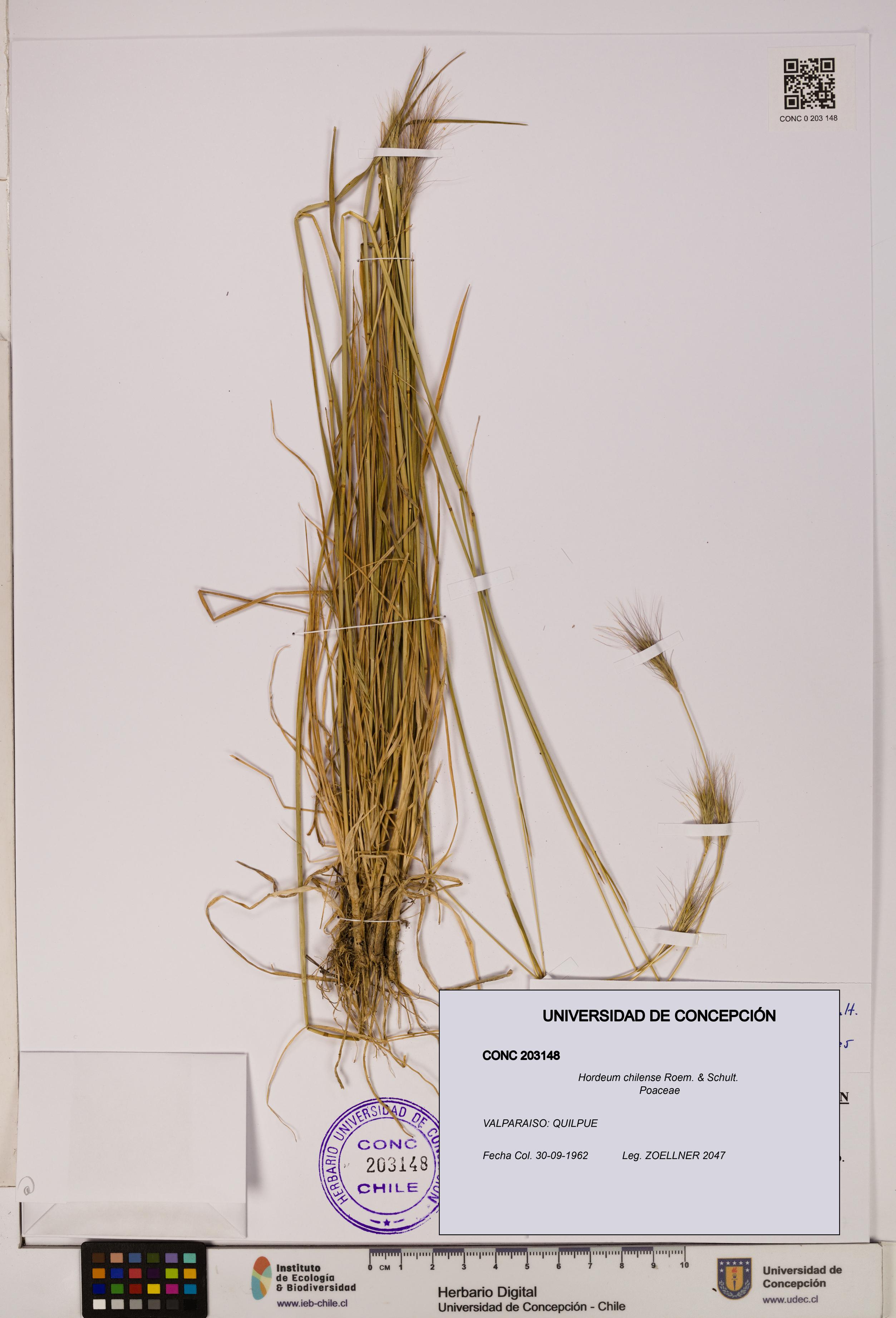 Hordeum chilense [Espécimen: UDEC:CONC:0203148]