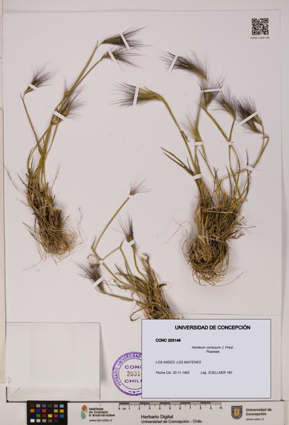 Hordeum comosum [Espécimen: UDEC:CONC:0203149]