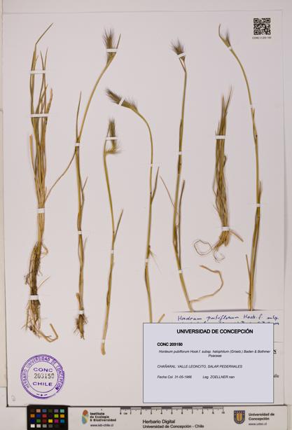 Hordeum pubiflorum subsp. halophilum [Espécimen: UDEC:CONC:0203150]