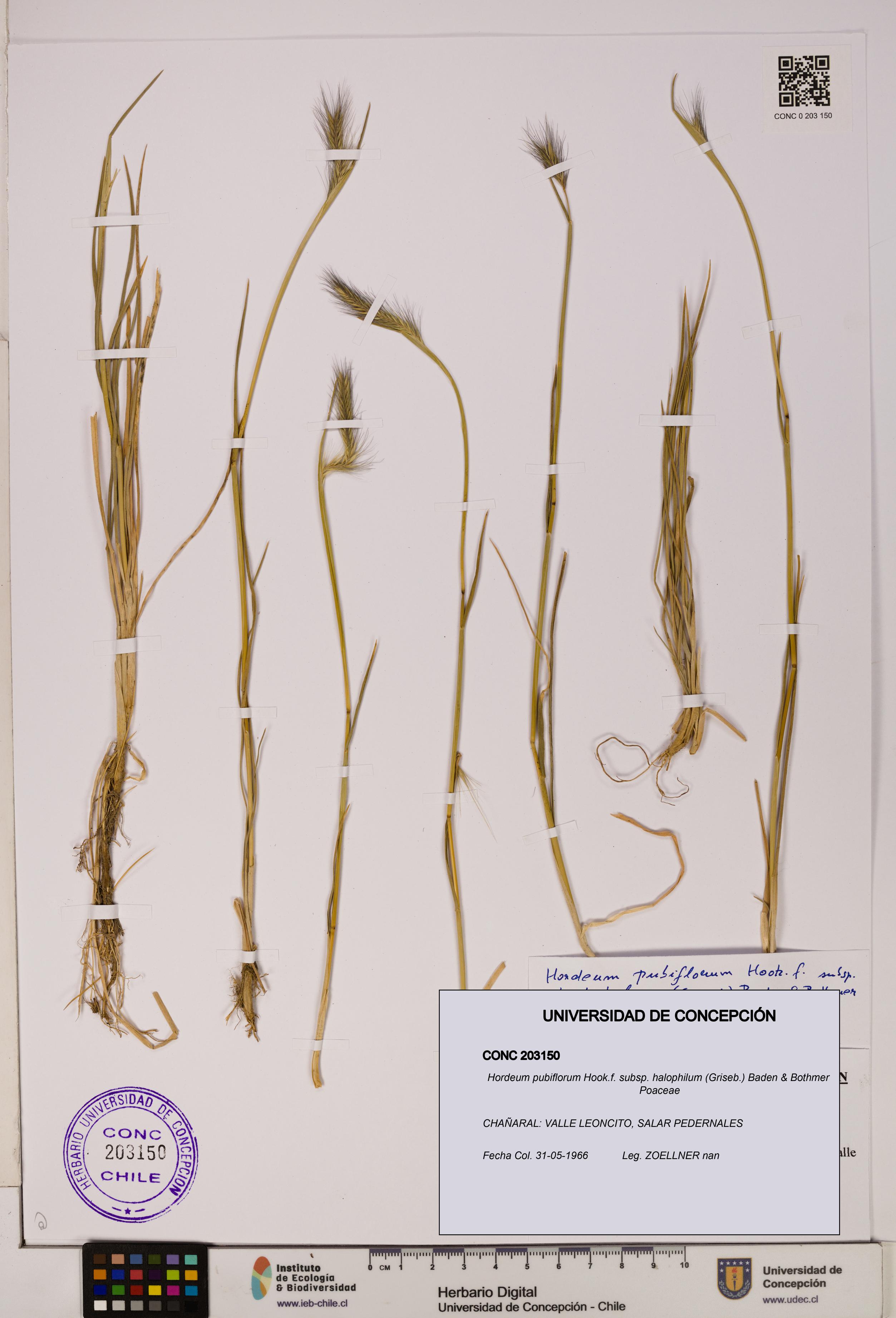 Hordeum pubiflorum subsp. halophilum [Espécimen: UDEC:CONC:0203150]