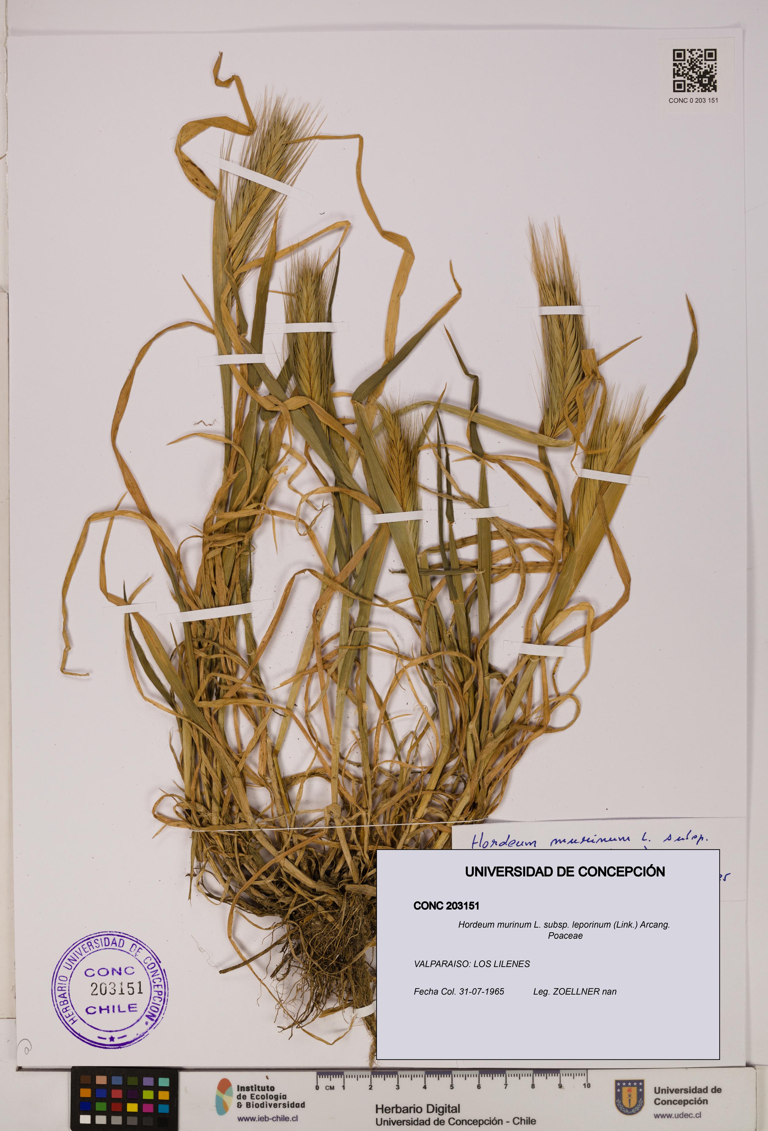 Hordeum murinum subsp. leporinum [Espécimen: UDEC:CONC:0203151]