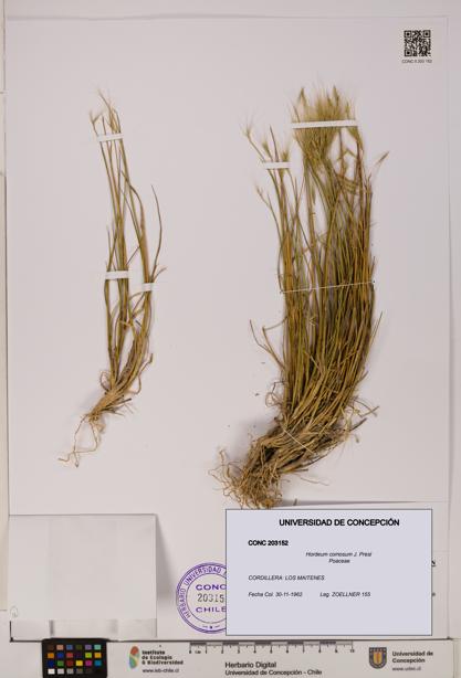 Hordeum comosum [Espécimen: UDEC:CONC:0203152]